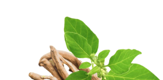 Unveiling the Marvels of Ashwagandha: Exploring Its Remarkable Health Benefits