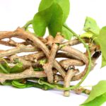 Giloy: The Immunity-Boosting Powerhouse of Ayurveda