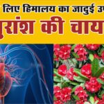 बुरांश की चाय Buransh Tea : ह्रदय के लिए हिमालय का जादुई उपहार ( A magical gift from Himalayas for Heart )